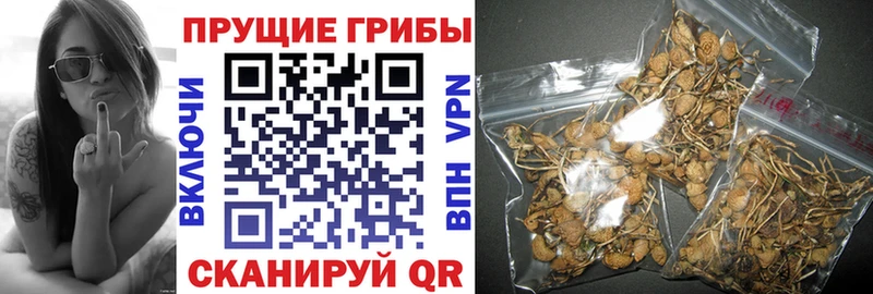 дарк нет клад  как найти наркотики  Алатырь  Галлюциногенные грибы GOLDEN TEACHER 